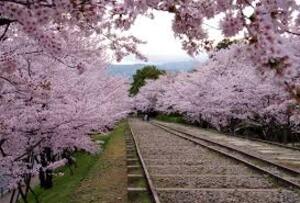 story life cherry blossoms trains station 