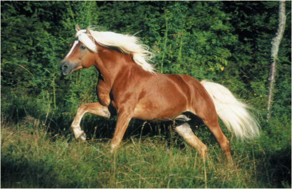Tout sur les chevaux