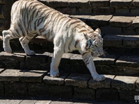 Tigre Blanc : Pairi Daiza le 10 juillet 2015
