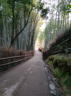 La forêt de bambous d'Arashiyama