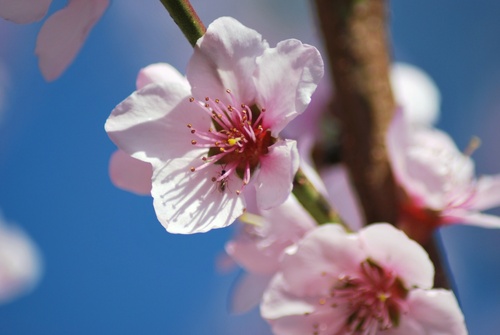 le doux retour du printemps