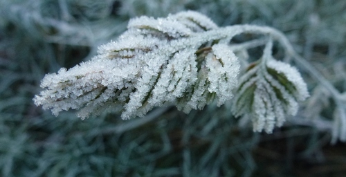 Le givre sublime la nature...