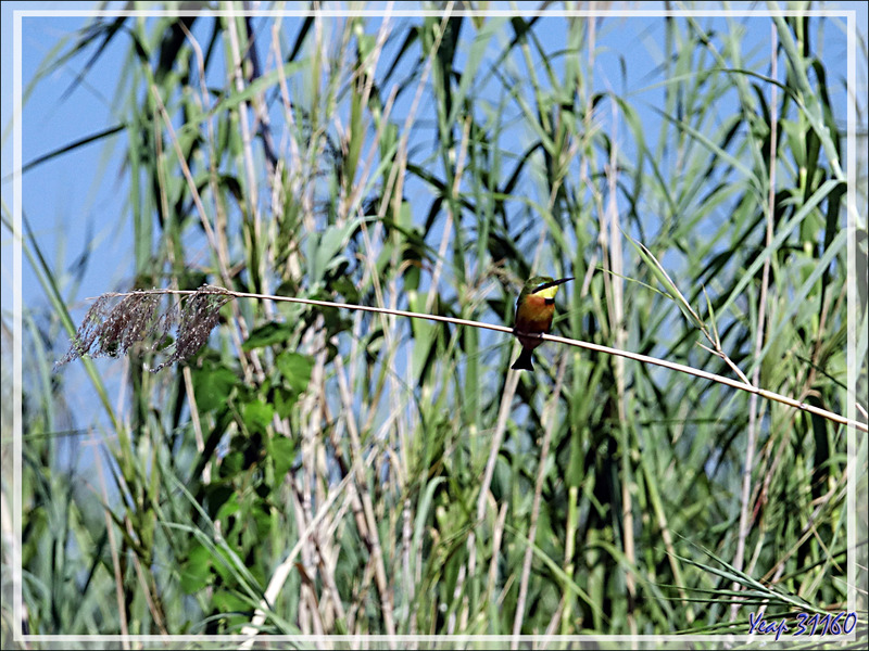 Guêpier nain, Little Bee-eater (Merops pusillus) - Safari nautique - Parc National de Chobe - Botswana