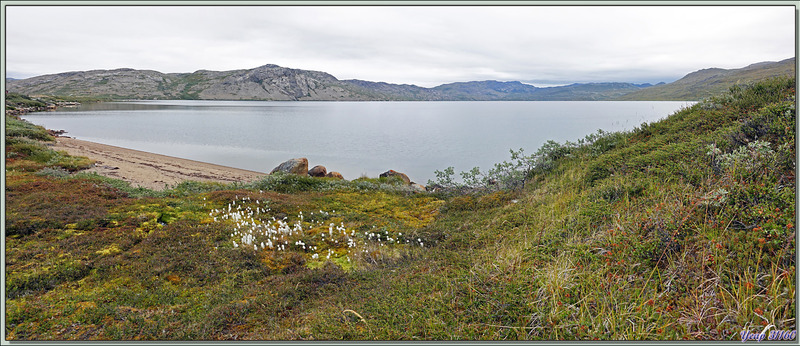 Panoramas sur le lac aux campanules et aux linaigrettes - Ferguson Lake ou Tasersuatsiaq  - Kangerlussuaq - Groenland