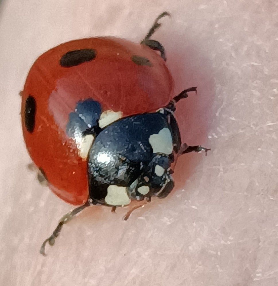 Sauvetage d'une coccinelle...