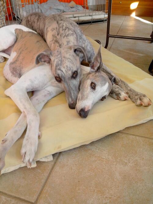 Deux whippets tendresse à adopter ensemble contre bons soins dans le 30