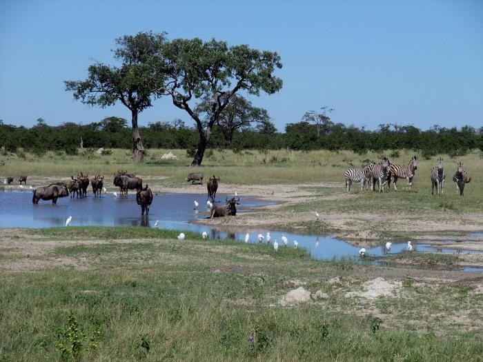 LE PARC NATIONAL DE CHOBE EST LE PREMIER PARC NATIONAL DU - BOTSWANA