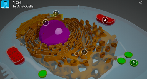 La cellule en 3D