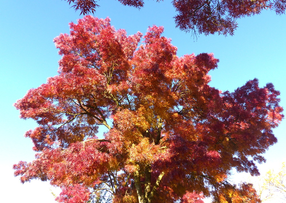 Notre parc St-Pierre en automne 