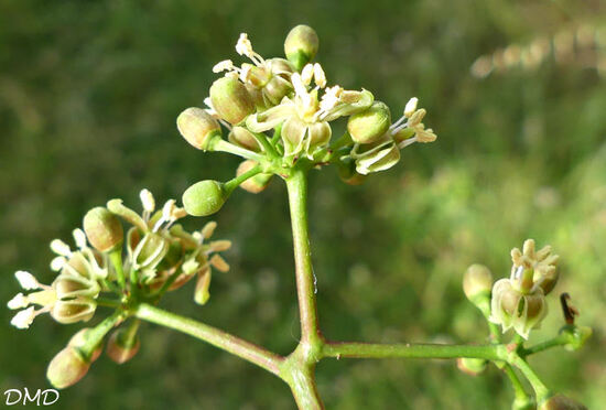 Parthenocissus inserta - Parthenocissus quinquefolia  -  vigne vierge