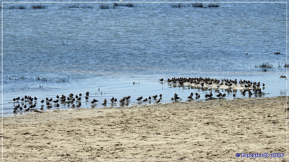 Du port ostréicole d'Andernos aux prés salés d'Arès - Mai 2016 - 2/9