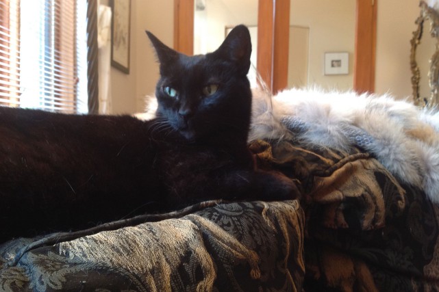 Violetta est une chatte de gouttière toute noire... (photo fournie par Chrystine Brouillet)
