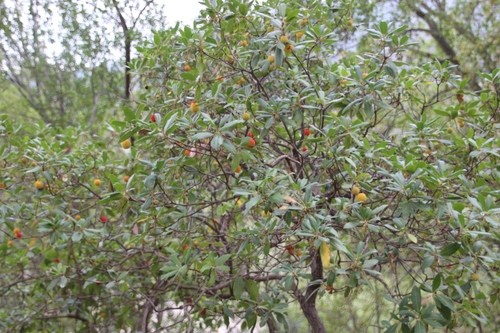 Fleurs de Grèce