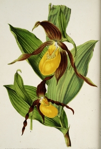 Genre Cypripedium