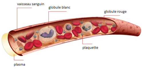 les composants du sang pour les nuls