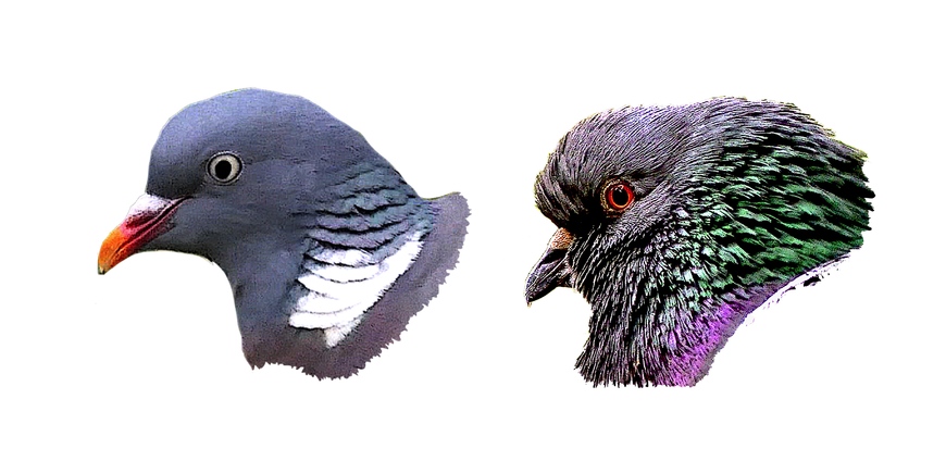 Portraits d'oiseaux (24): Le pigeon ramier (columba palumbus)