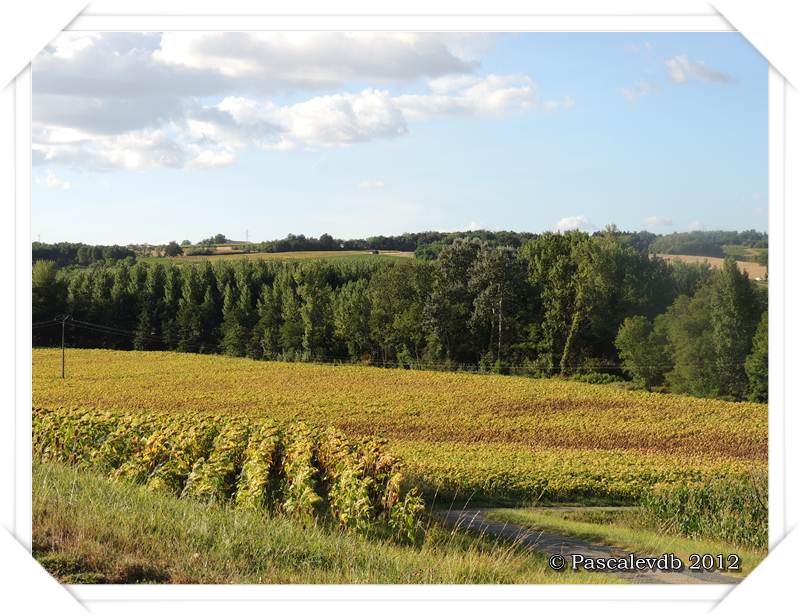 Dans la campagne marmandaise - 2/3