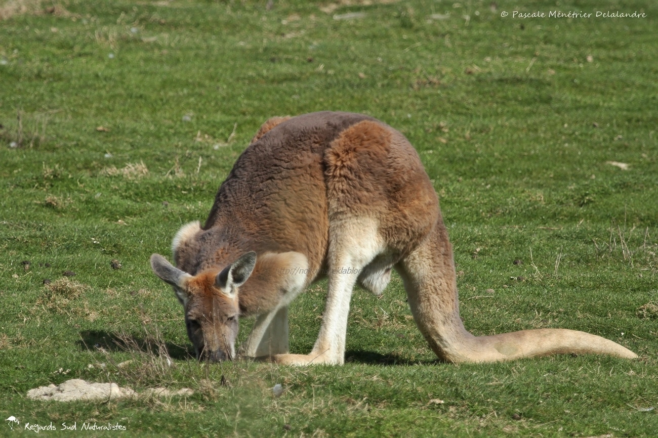 Kangourou roux - Macropus rufus