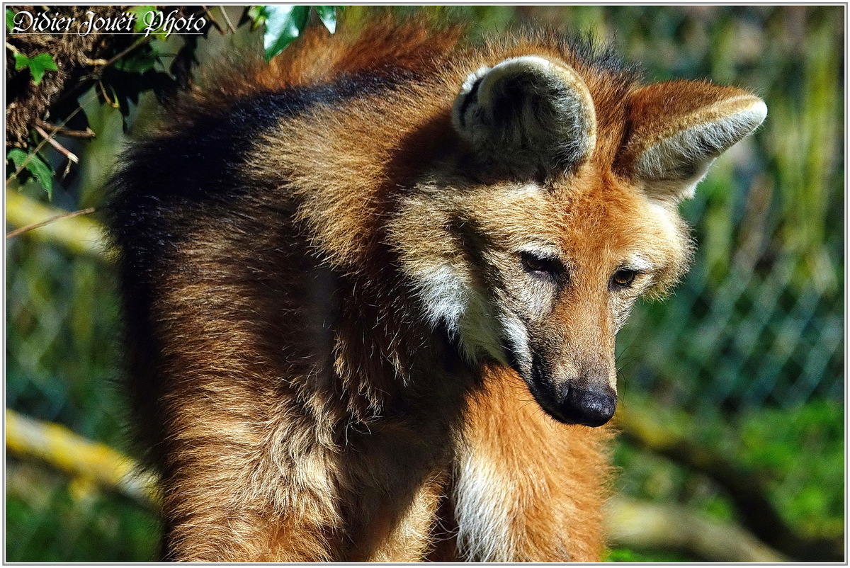 Loup à Crinière (1) - Chrysocyon brachyurus