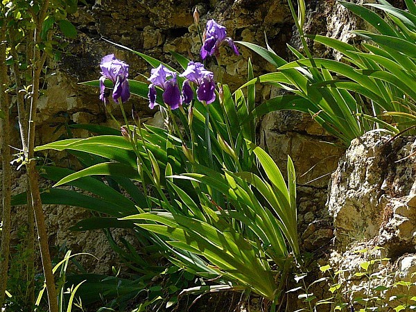 Rocaille Iris bouquet