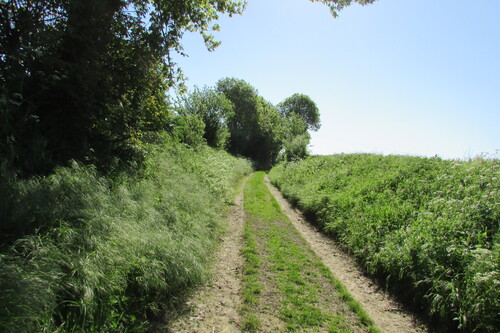        -   ma marche ce matin dans ma campagne