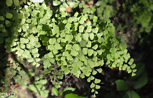 Adiantum capillus veneris - capillaire de Montpellier