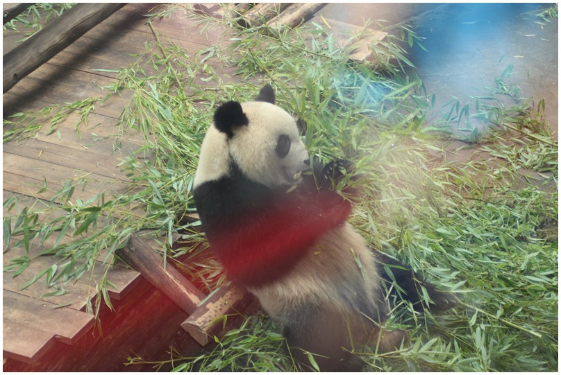 Au zoo de Beauval-29-Le panda