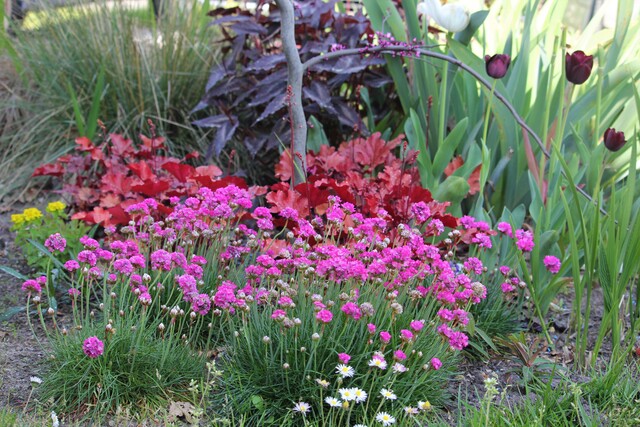 armeria maritima