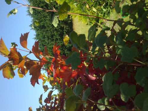 QUELQUES FLEURS DE BRETAGNE   VANNES