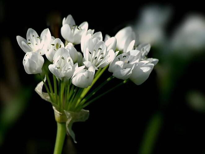 fleurs blanches 3