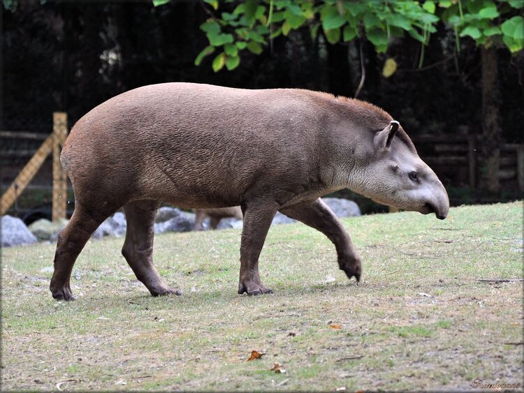 Photo de Tapir du Zoo de Pessac