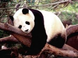 photos de pandas