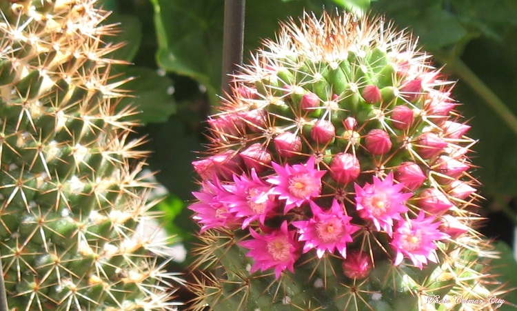 Mon cactus fleurit