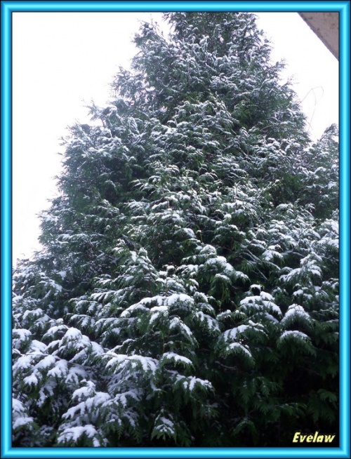 TAPIS BLANC SUR LE JARDIN