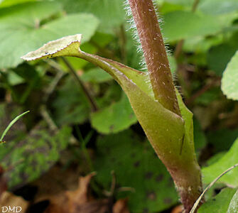 Petasites pyrenaicus - Petasites fragrans