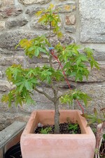 acer palmatum 'katsura' - 1 suite