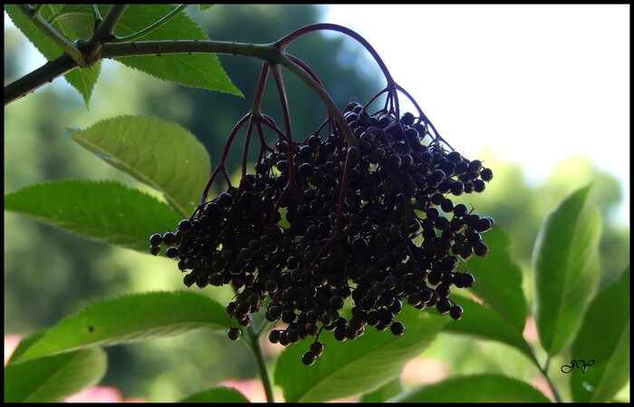  Sambucus nigra.