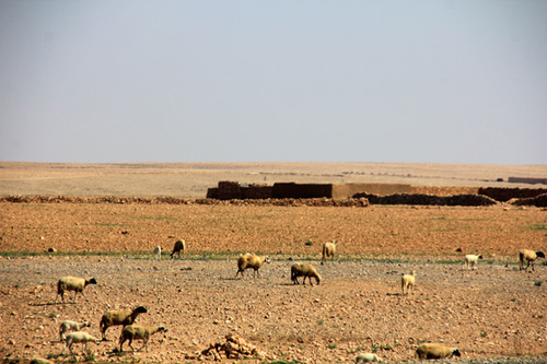 D'Essaouira à 