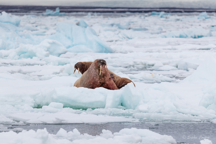 Pas d'ours, mais 2 morses