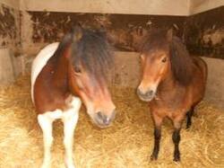 voici des chevaux et poney de brimborion