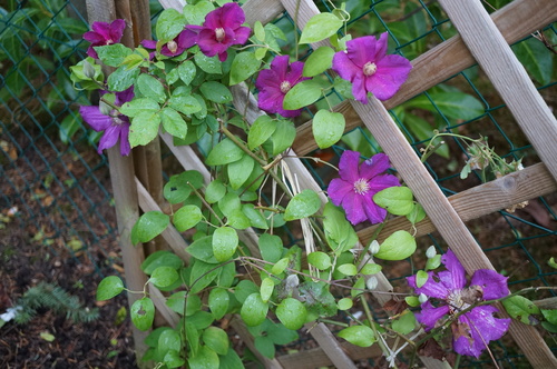 clématites d'été