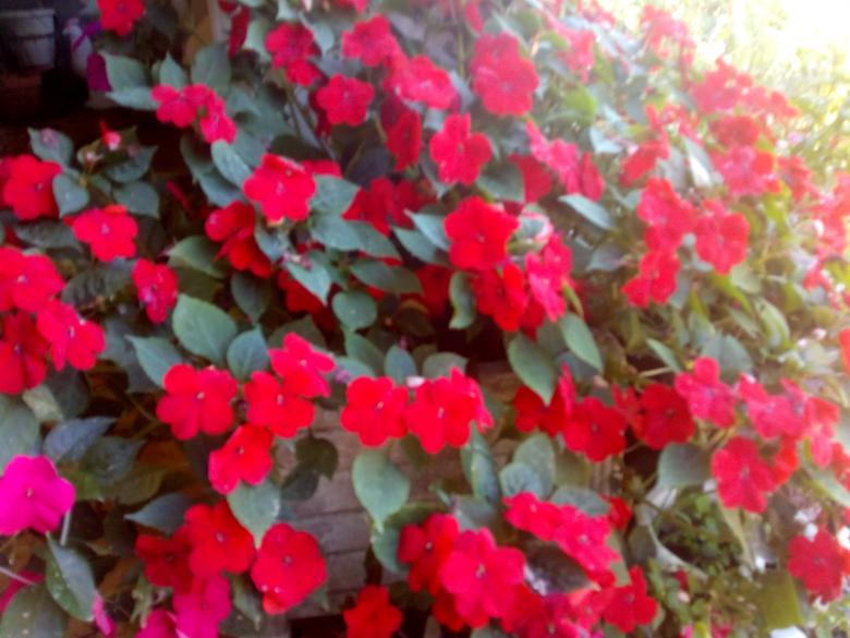 quelques photos de mon jardin ce dimanche