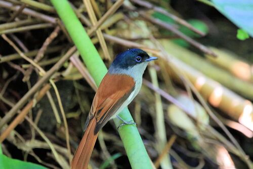 Tchitrec des Mascareignes (Mascarene Paradise Flycatcher)