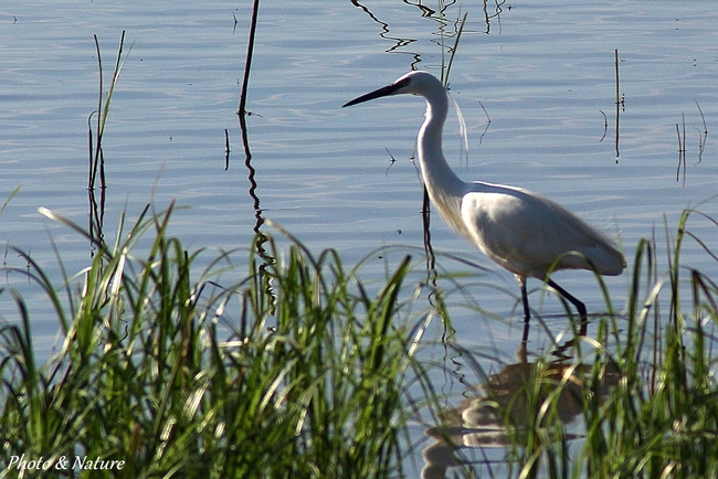 Aigrette garzette