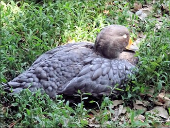 Photo de brassemer cendré (canard-vapeur)