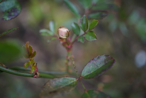 Le début du commencement : les rosiers