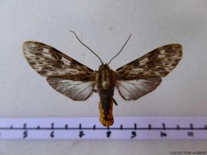 Euceron