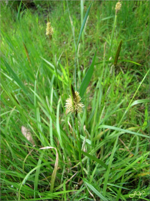 Eleocharis des marais (carex)