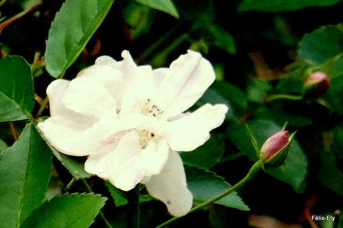 Belle petite rose blanche