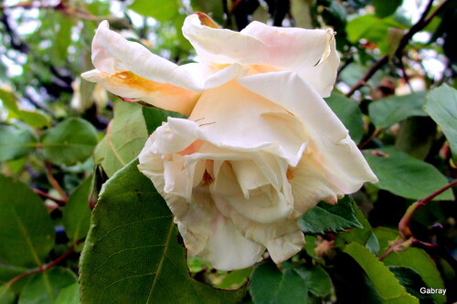 Fleurs de mon jardin en mai ...